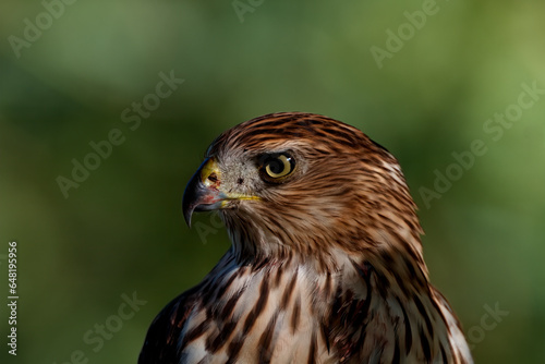 Head portrait of regal Coopers Hawk in Arizona with intense yellow raptor eye and blood marked beak and chest against green bokeh background of vertical image