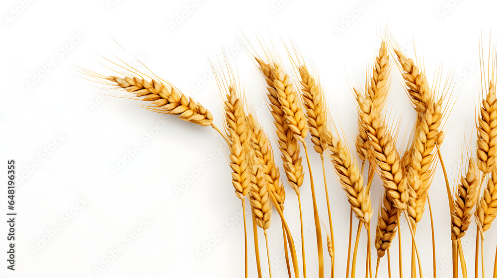 dried wheat plant on white background dried wheat plant on white background
