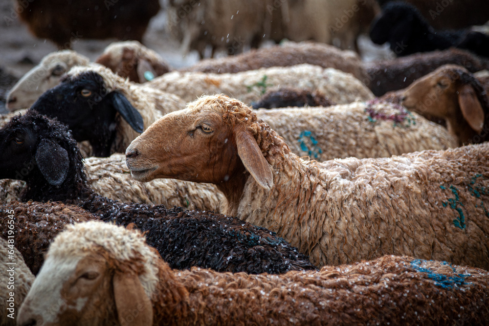 herd of sheep and lambs during transhumance - obrazy, fototapety, plakaty 