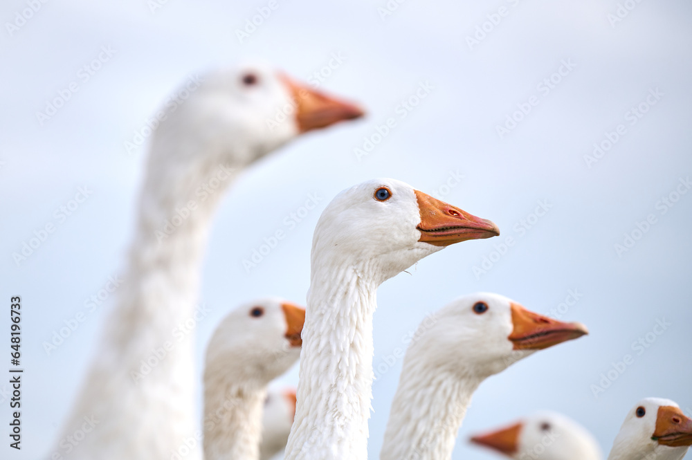 Goose heads against the sky. Close-up Goose heads against the sky. Close-up