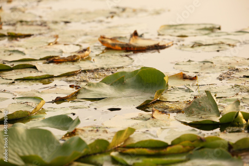 Lilly pads