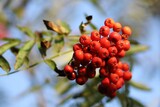 Rowan orange berries on a tree