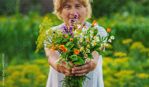 An old woman holds medicinal herbs and flowers in her hands. Selective focus.