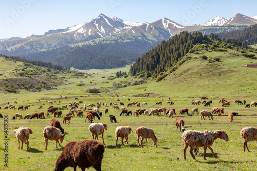 herd of sheep in mountain pastures in Central Asia