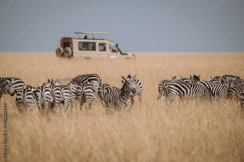 zebras in the serengeti - obrazy, fototapety, plakaty 