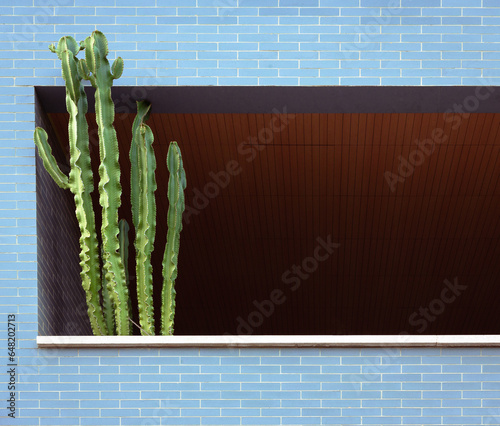 A large vibrant cactus overflows the terrace with sky-blue brick walls, this striking cactus stands as a testament to nature's resilience, adapting and flourishing in its surroundings. 