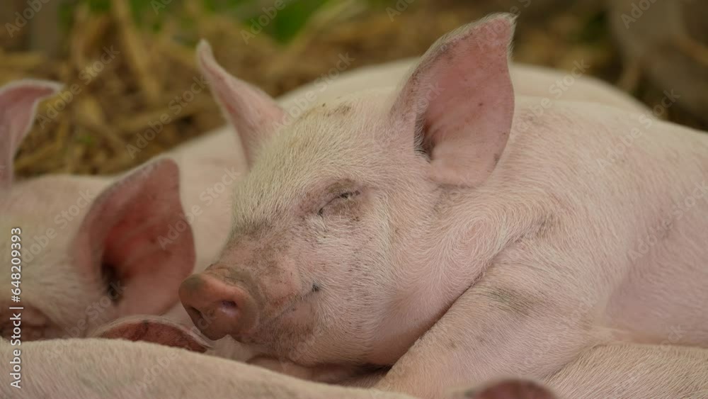 4K: Cute piglet sleeping and smiling - The little pig is asleep with all of it's siblings. Stock video clip footage. Sus domesticus 4K: Cute piglet sleeping and smiling - The little pig is asleep with all of it's siblings. Stock video clip footage. Sus domesticus