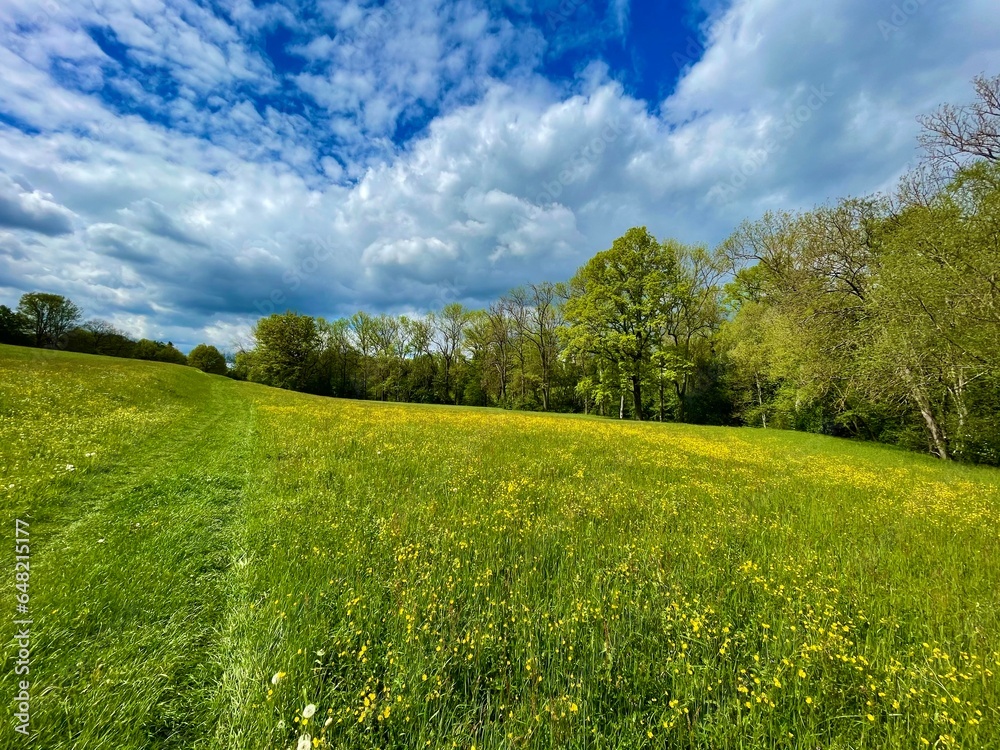 meadow in the spring