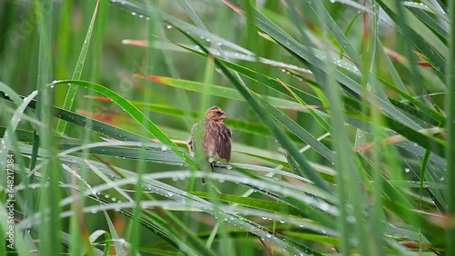 A sparrow stands with its wings spread and grooms itself.