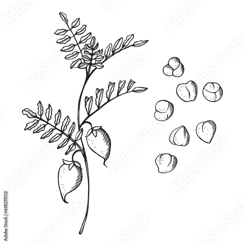 Chickpeas plant with pods and peas hand drawn. Sketch legumes chickpea with leaf, fruit for logo, design, template, card, print, paper, label. Organic product, food, harvest. Vector illustration