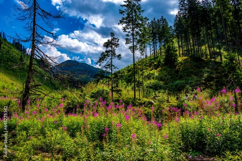 Dolina Chocholowska. Tatry. photo .Wojciech Fondalinski