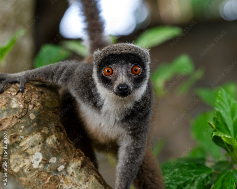 Obraz premium Mongoose lemur, Eulemur mongoz, in Moheli, Comoros