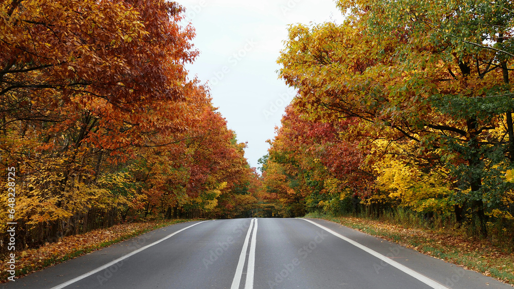 road in autumn forest road in autumn forest