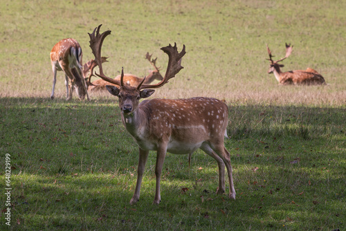Adult herd of fallow deer outdoors in a meadow.