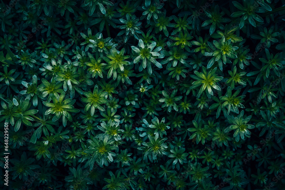 A close up of a green Hedge Bedstraw texture pattern A close up of a green Hedge Bedstraw texture pattern