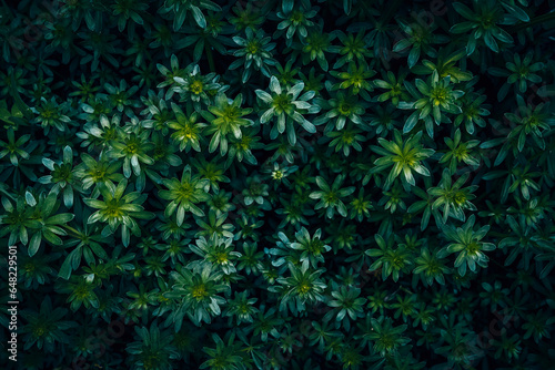 A close up of a green Hedge Bedstraw texture pattern
