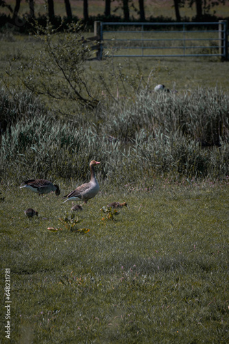 Goosefamily in the wild photo