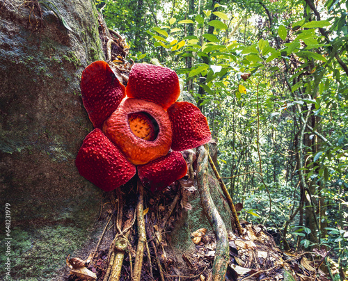 Rafflesia, The World's Largest Flower; Sarawak photo