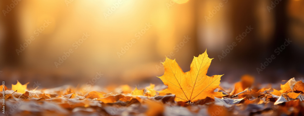 Autumn Bokeh Fall Leaves Blurred Background Gold and Yellow
