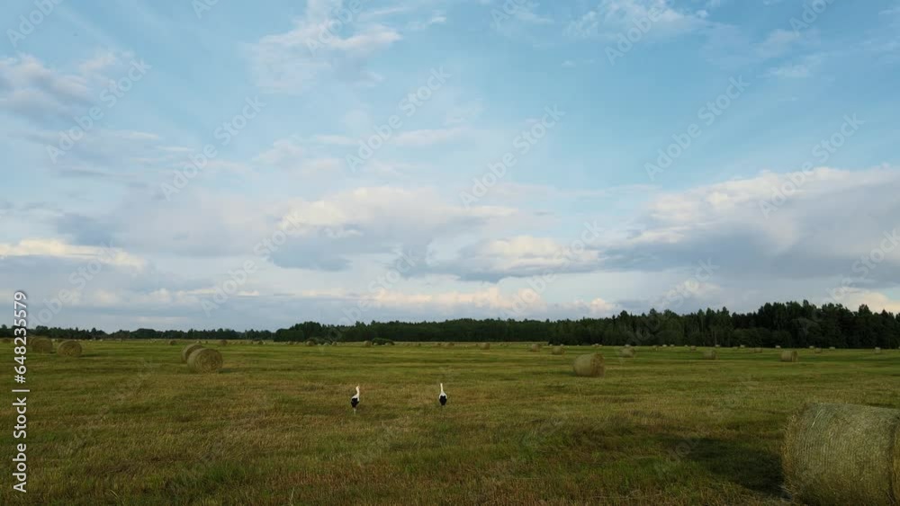 Storks Walking On The Field Of Hay Bales In Beautiful Summer Day With Blue Sky Storks Walking On The Field Of Hay Bales In Beautiful Summer Day With Blue Sky