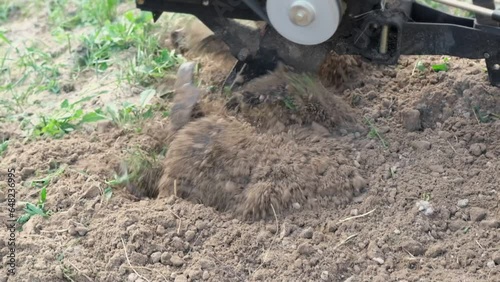 Wallpaper Mural Powerful cultivator, Tiller. Gardening. Spring work on the farm. Land cultivation with a Motor ripper. Man plows the ground. Spring soil preparation for seeding. Husbandman, grower. Moto plow working	 Torontodigital.ca