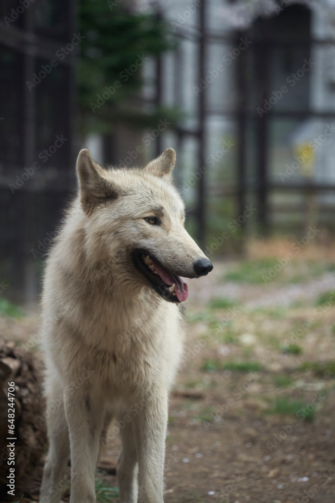 Obraz premium 벚꽃이 내린 철제 울타리 안의 흰색 늑대의 클로즈업