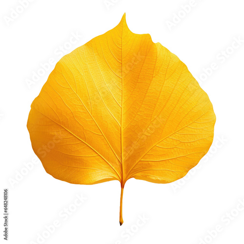 Autumn Leaf Isolated on a T...