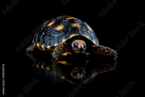 Cherry head red-footed tortoises isolated on black, Chelonoidis carbonarius photo