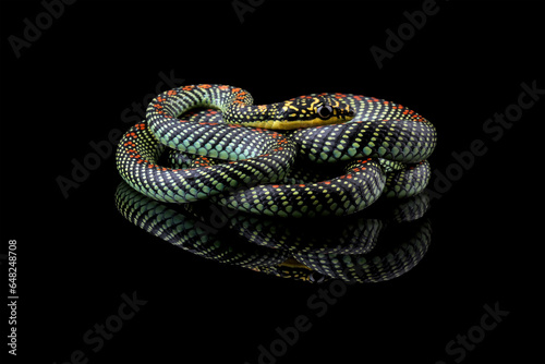 Flying snake or gliding snake isolated on black background, Chrysopelea