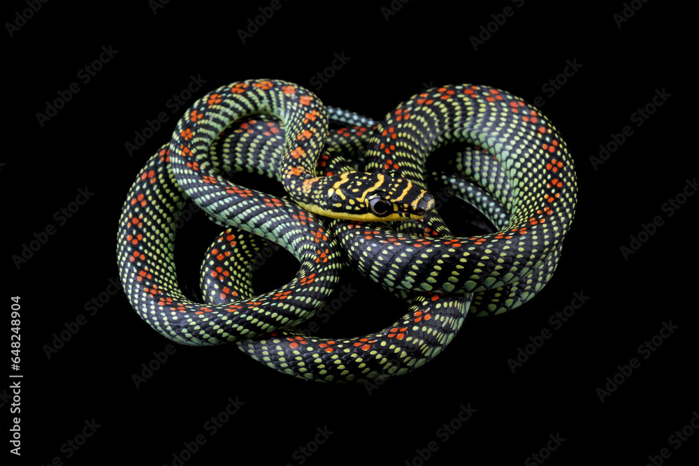 Flying snake or gliding snake isolated on black background, Chrysopelea Flying snake or gliding snake isolated on black background, Chrysopelea