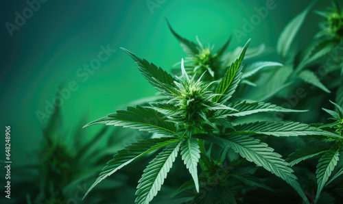 Cannabis marijuana leaves foliage against a green background. Generative ai 