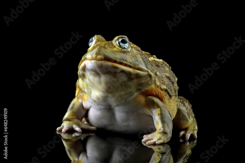 Close-up of a African giant bullfrog isolated on black (Pyxicephalus adspersus), Animals closeup photo