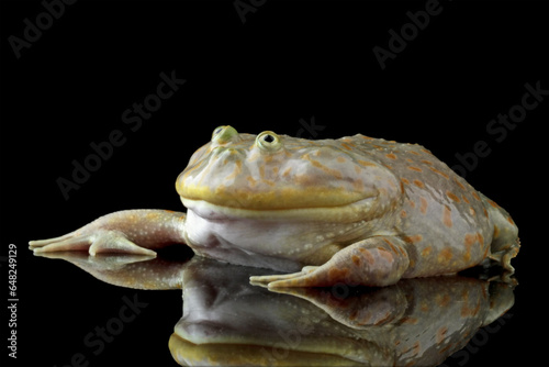 Schilderij op canvas Close-up of freddy krueger frogs, Lepidobatrachus laevis on black background