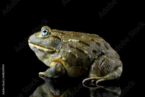 Close-up of a African giant bullfrog isolated on black (Pyxicephalus adspersus), Animals closeup