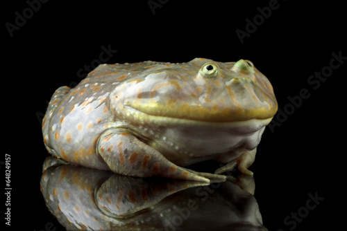 Foto Close-up of freddy krueger frogs, Lepidobatrachus laevis on black background