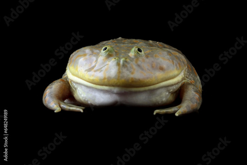 Close-up of freddy krueger frogs, Lepidobatrachus laevis on black background