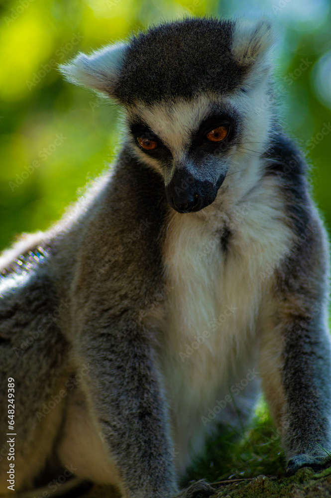 Fototapeta premium Lemur observando hacia abajo