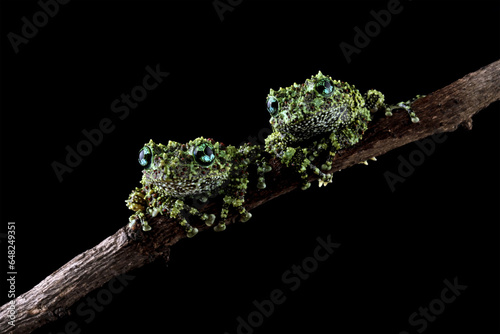 Vietnamese mossy frog on branch, moss tree frog isolated on black