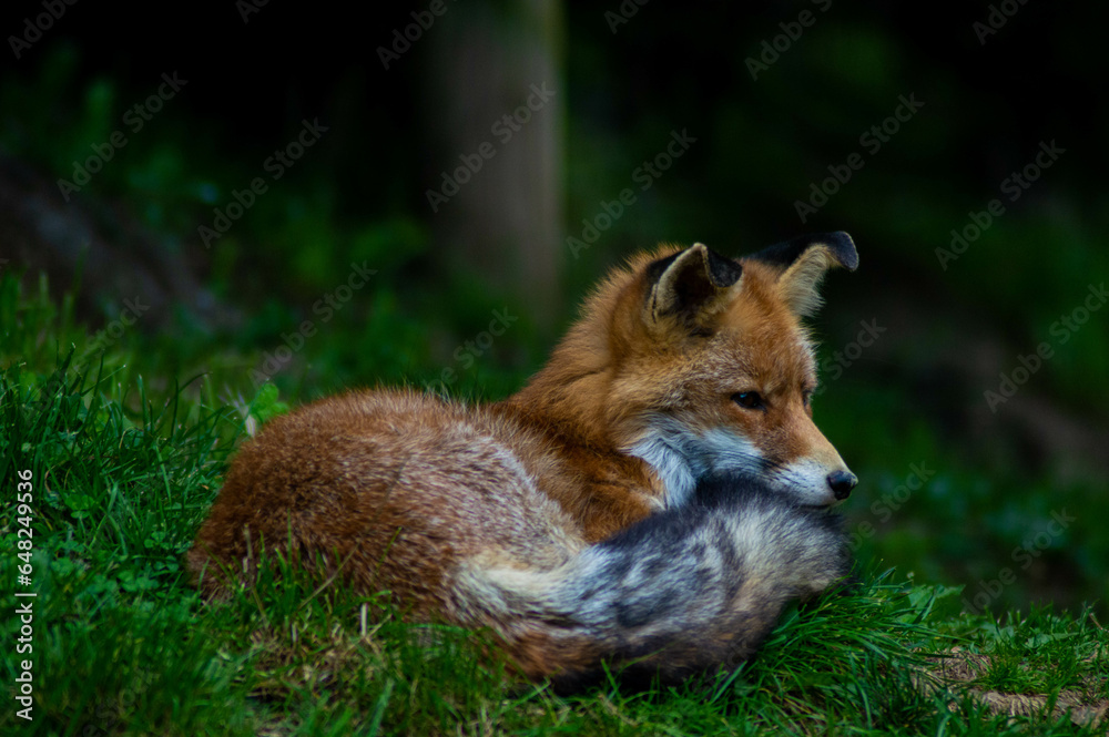 Zorro descansando visto desde cerca Zorro descansando visto desde cerca