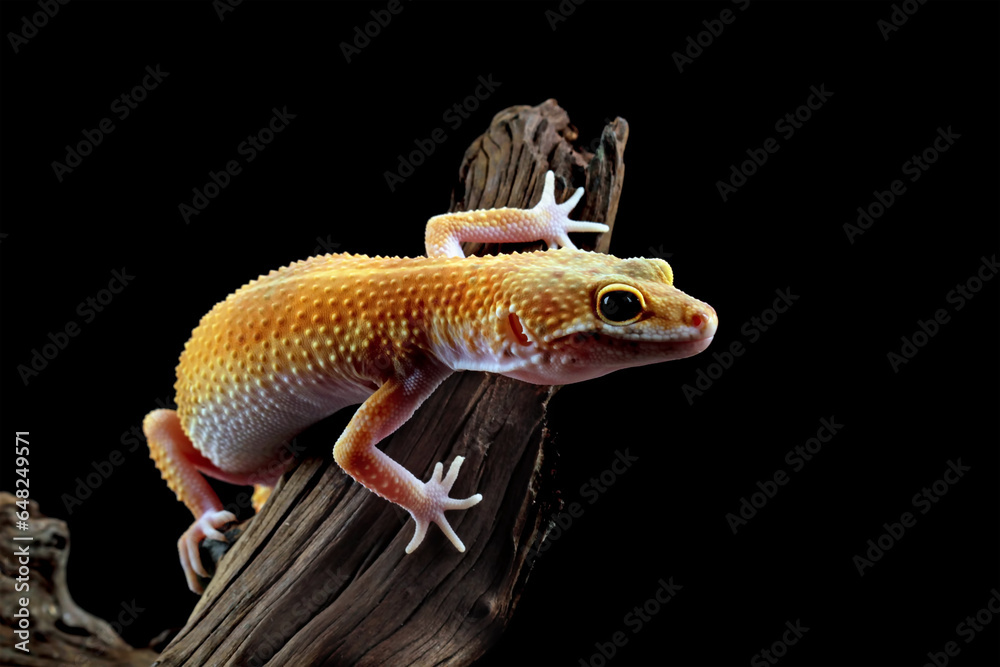 Obraz premium Leopard gecko lizard on wood with black background, eublepharis macularius