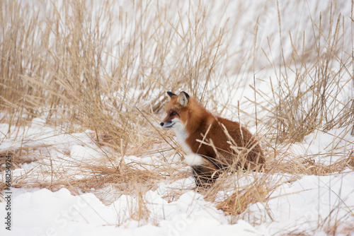 Red fox (vulpes vulpes) sitting in the snow; Churchill manitoba canada photo