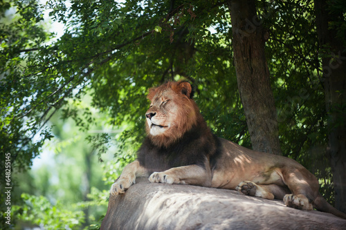 A lion rests on a rock; Birmingham alabama united states of america photo