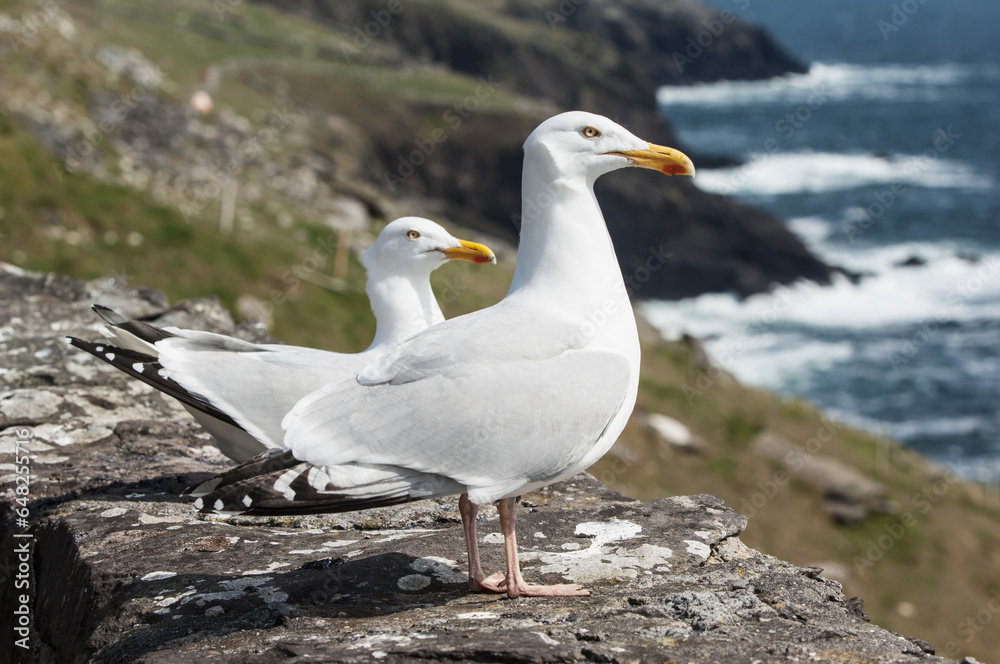 Seagulls on slea head; Dingle, county kerry, ireland Seagulls on slea head; Dingle, county kerry, ireland