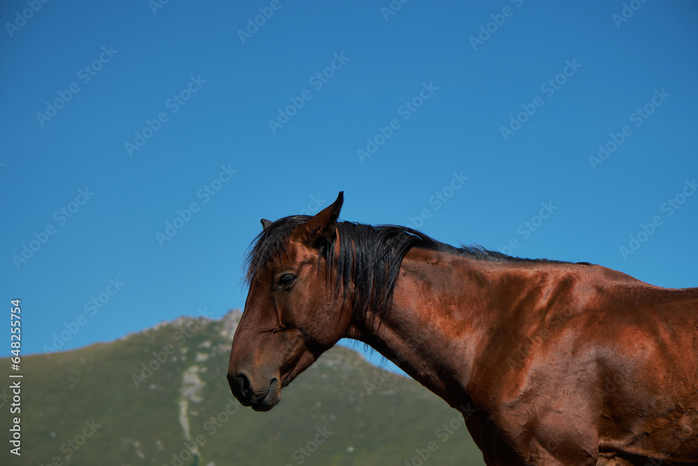 Obraz premium Stepantsminda village, Kazbegi. Trip to Georgia. Beautiful free mountain horse, close-up portrait. A brown stallion with kind eyes.
