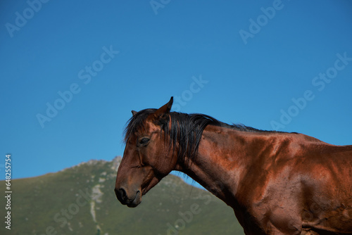 Stepantsminda village, Kazbegi. Trip to Georgia. Beautiful free mountain horse, close-up portrait. A brown stallion with kind eyes.