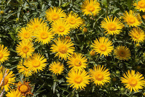 yellow flowers background © Irina