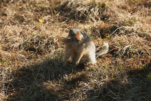 A ground squirrel collecting dry grass for a nest; Kananaskis, alberta, canada photo