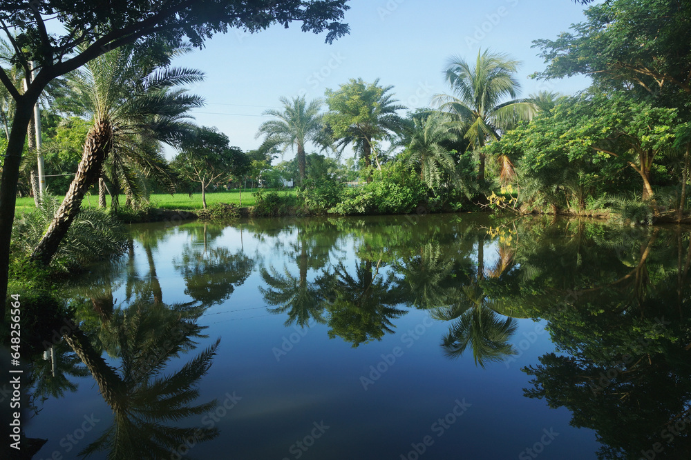 Palm trees reflected in tranquil water; Bangladesh