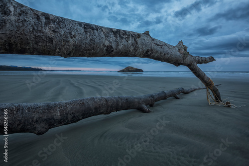 Large fallen tree framing the island and beach at long beach, pacific rim national park; British columbia, canada