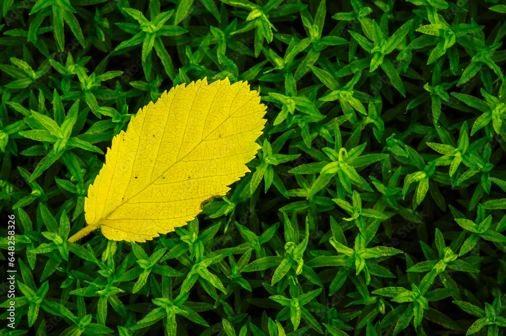 Tiny yellow leaf lying on moss great smoky mountains national park; Tennessee united states of america Tiny yellow leaf lying on moss great smoky mountains national park; Tennessee united states of america